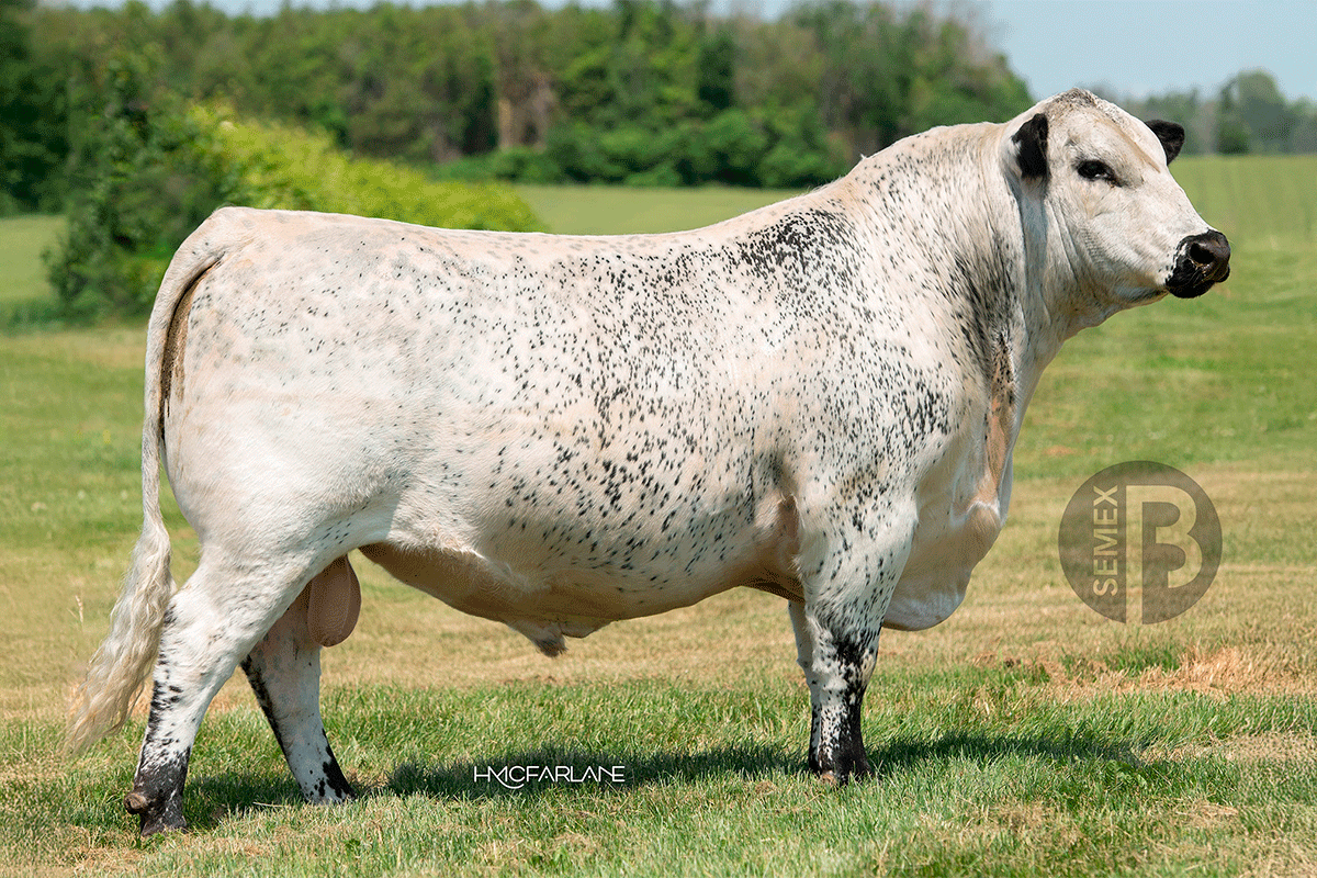 Judgement Call Semex - Carne - JUDGEMENT CALL