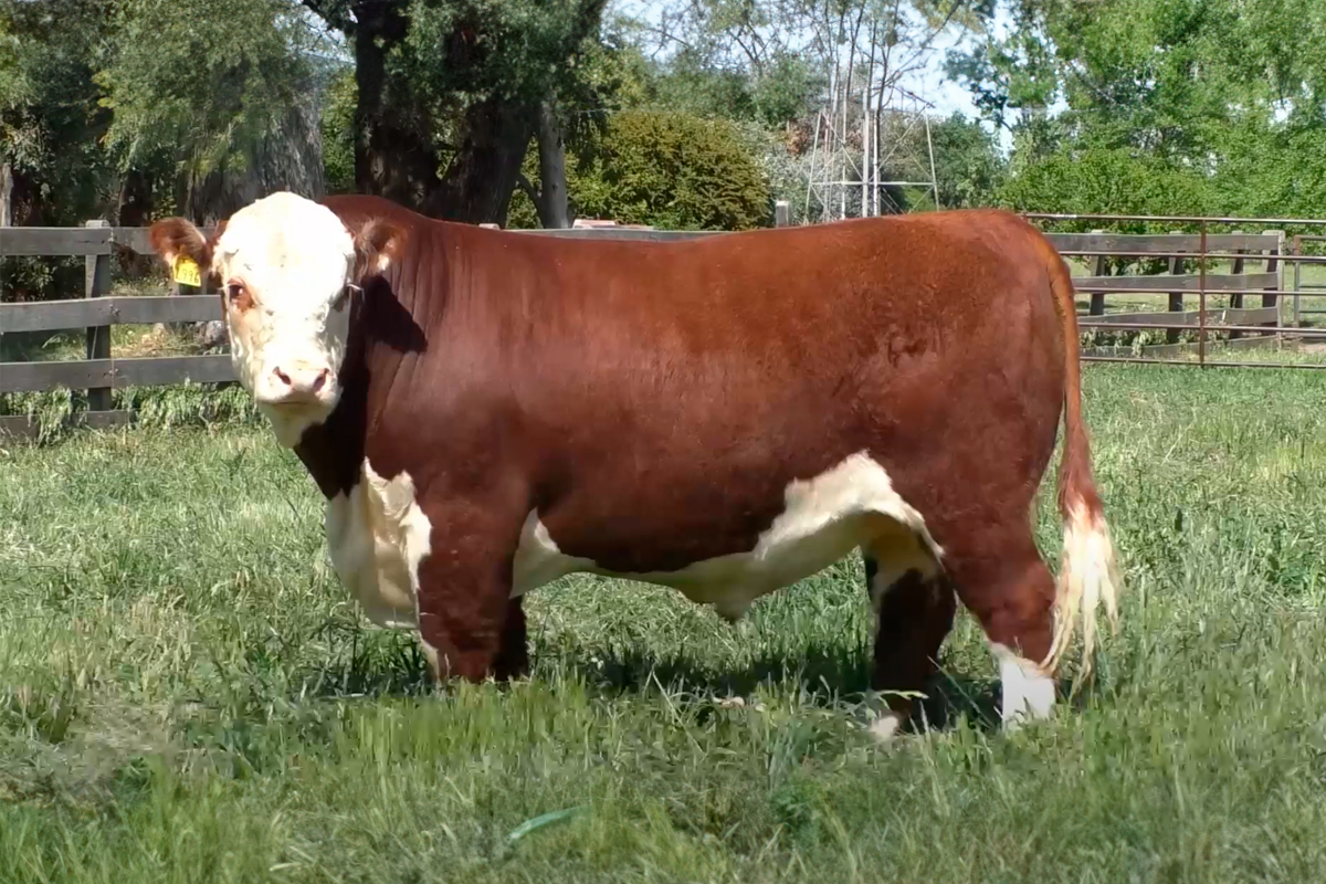 Semex - Carne - CHINGOLO