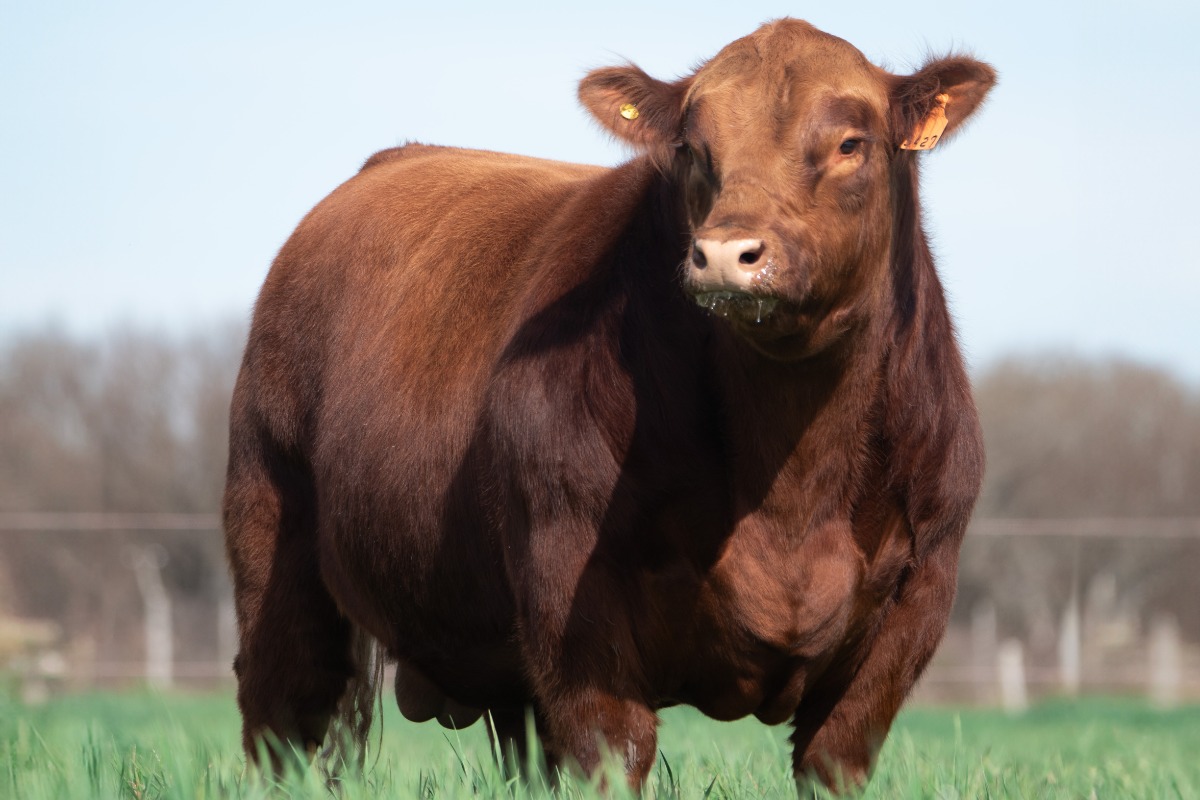 RUFO- SEMEX