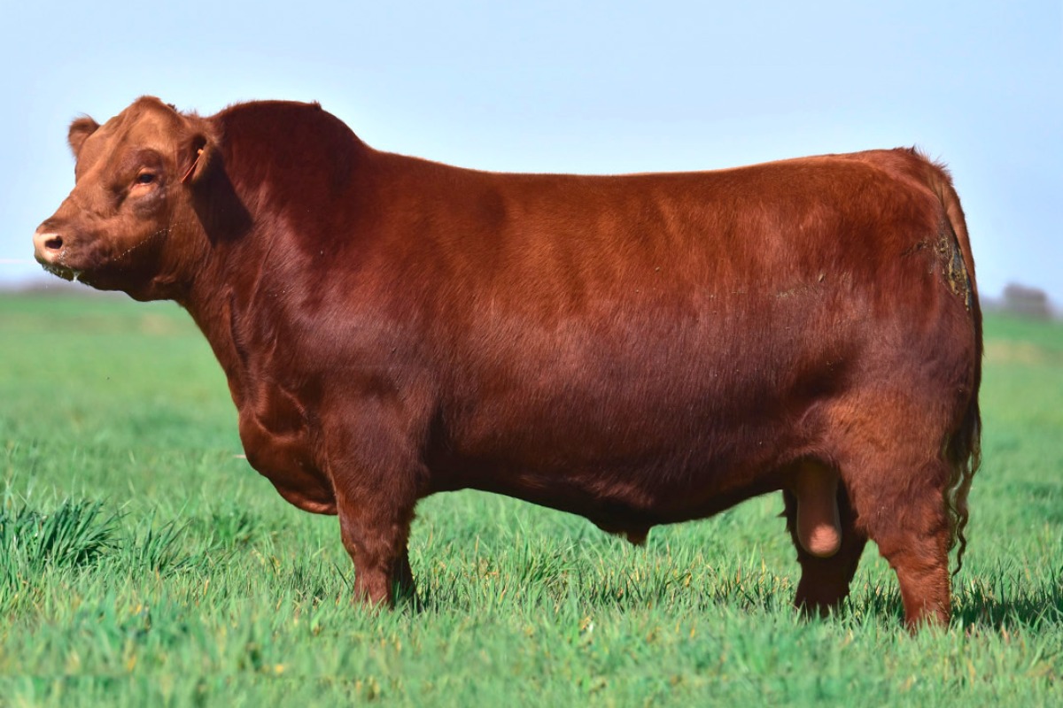 RUFO- SEMEX