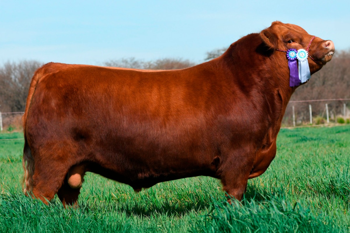 RUFO- SEMEX